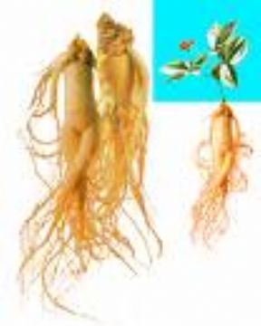 Siberian Ginseng Extract